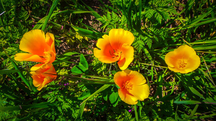 Golden poppies in Malibu Creek State Park in the Santa Monica Mountains in spring 2019