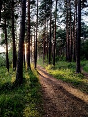 Fototapeta premium path in the forest
