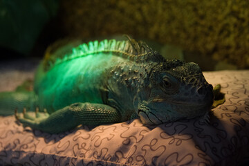 iguana in the zoo