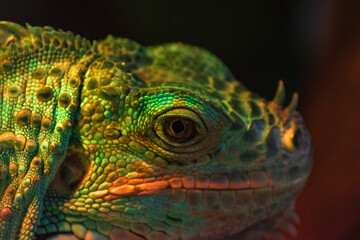 close up of a green iguana