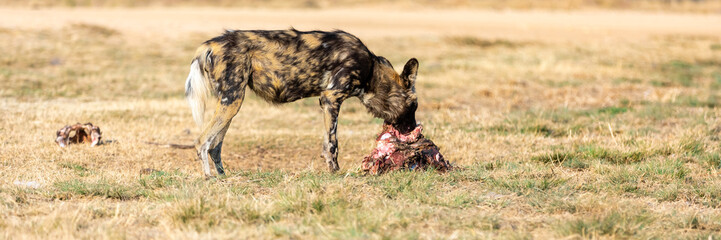 African wild dog, Lycaon pictus in South Africa.