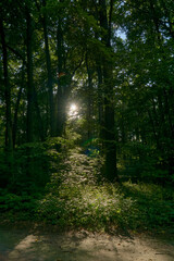 Path through a forest lit by sunbeams