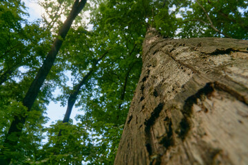 Insect-eaten tree trunk in a summer forest