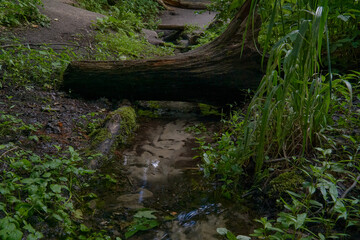 Spring with fresh water in a thicket of summer forest