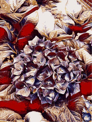 watercolor painting of hydrangea flowers