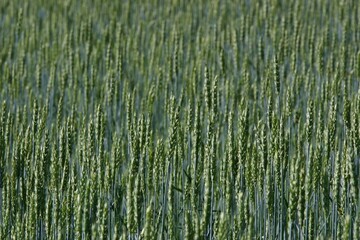 A close up of a wheat field. The wheat is still green. 