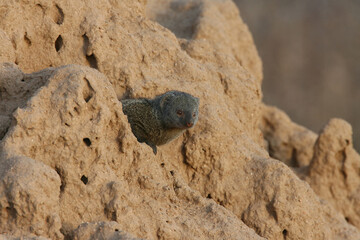 Dwarf Mongoose in Kenya Africa