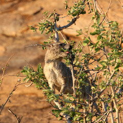 Rock Hyrax in tree at Masai Mara Kenya Africa