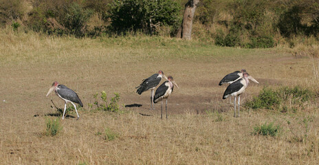 Obraz premium marabou stork in South Africa