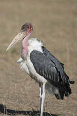marabou stork in South Africa