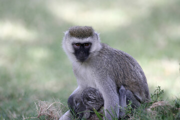 Vervet Monkey in Kenya Africa