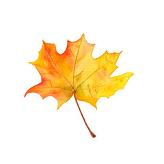 Watercolor yellow-orange red maple leaf, autumn, leaf fall