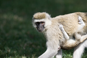 Vervet Monkey in Kenya Africa