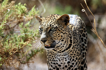 Wild African Leopard in Samburu Preserve, Kenya Africa