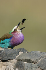 Lilac Breasted Roller in Kenya Africa