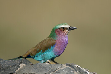 Lilac Breasted Roller in Kenya Africa