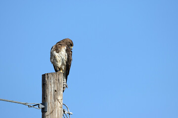 Swainson’s Hawk atop a utility pole in New Mexico