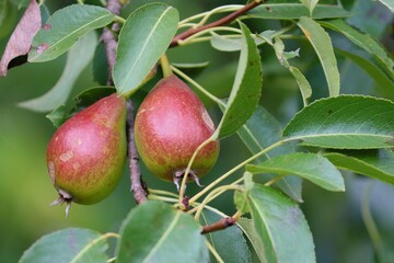 Birnen reifen am Birnbaum 