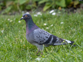 Pigeon in an Urban Garden