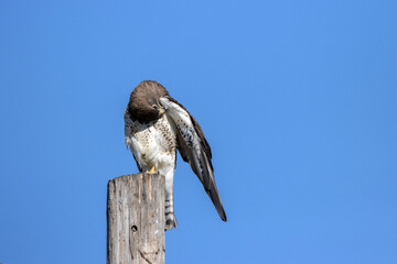 Swainson’s Hawk atop a utility pole in New Mexico