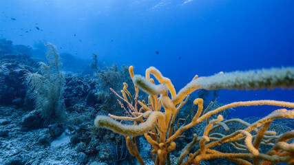 Seascape in turquoise water of coral reef in Caribbean Sea / Curacao with fish coral and sponge