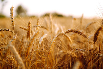 Wheat field. Ears of golden wheat close up. Rich harvest сoncept.