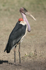 marabou stork in South Africa