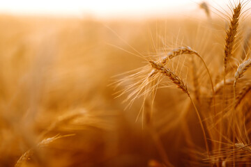 Wheat field. Ears of golden wheat close up. Rich harvest сoncept.