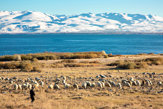 Herd of sheep with the Lake Sevan in the background in Armenia