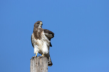 Swainson’s Hawk atop a utility pole in New Mexico