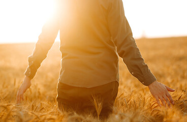 Man  in medical mask with his back to the viewer In a field of wheat touched by the hand of spikes...