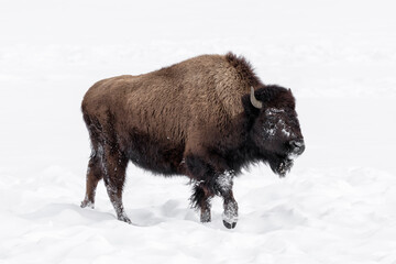 American Bison in winters struggle to survive