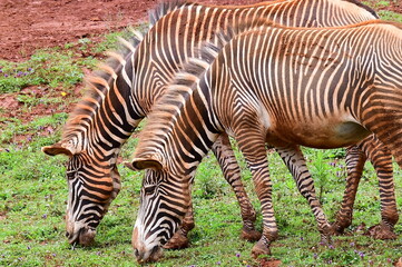 zebra in zoo