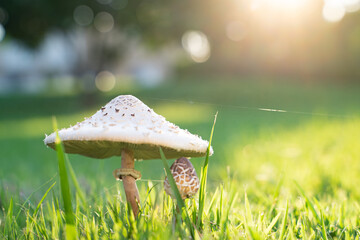 Mushrooms on the lawn and evening light. © Cheangchai