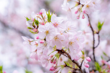 桜 / Sakura
