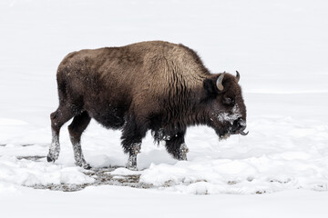 American Bison in winters struggle to survive