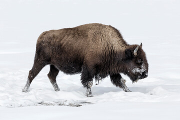 American Bison in winters struggle to survive