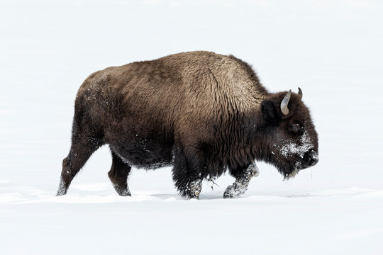 American Bison in winters struggle to survive