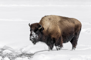 American Bison in winters struggle to survive