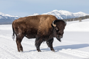 American Bison in winters struggle to survive © David