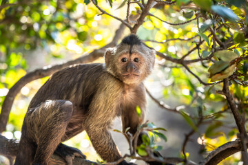 Wild monkey in the jungle. South Africa.