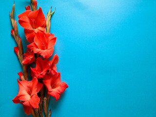 Red gladioli flowers on plain blue background shot from above. Top view, flat lay, feminine composition. Greeting card, Valentine's day, Mother's Day.