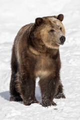 Brown Bear awake in snow