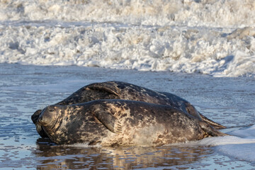 Atlantic Grey Seal courtship