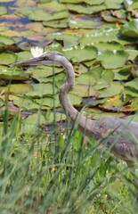 heron in the pond