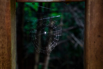 Close up of spiderweb with spider in the center on a blurry forest background