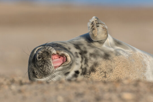 Atlantic Grey Seal weener pup playing