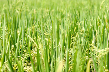 green rice field