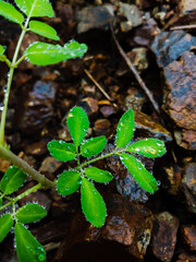 plant growing in the ground