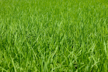 green grass background